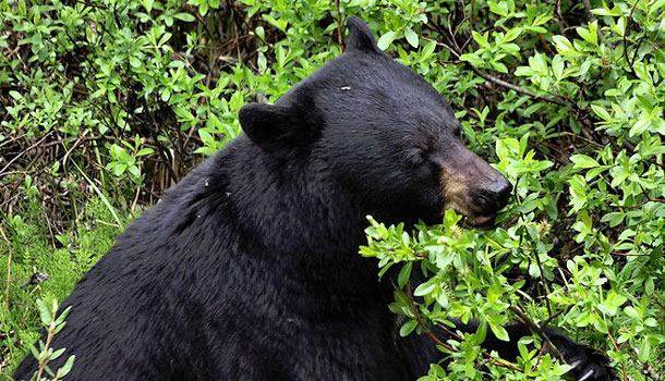 black-bears-in-banff-lake-louise-alberta-banff-national-park