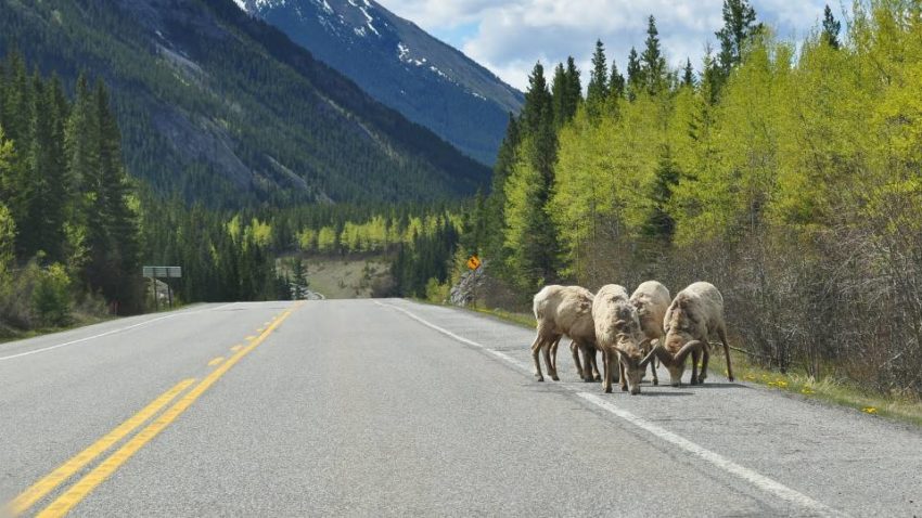 Wildlife in Banff National Park