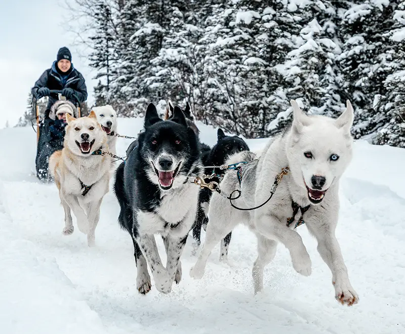 sled dog tours canmore