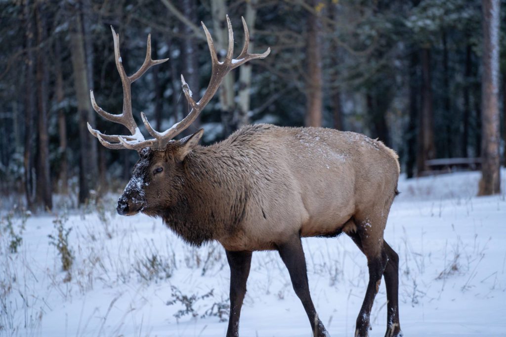 Wildlife in Banff National Park