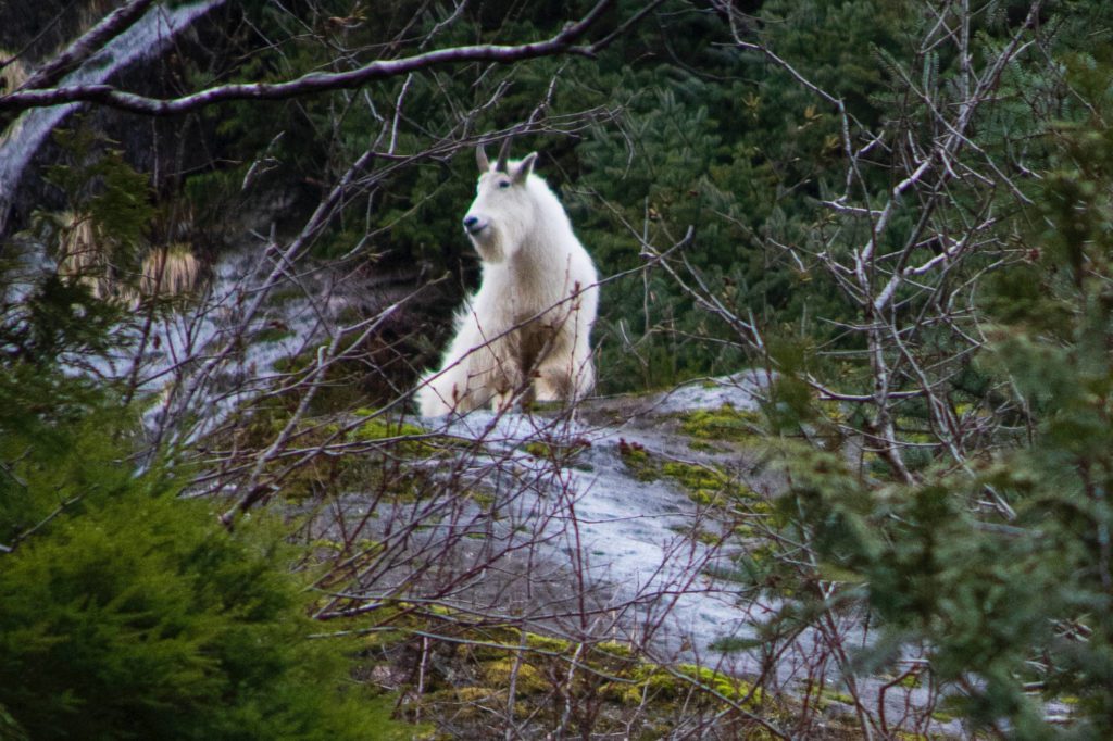 Wildlife in Banff National Park