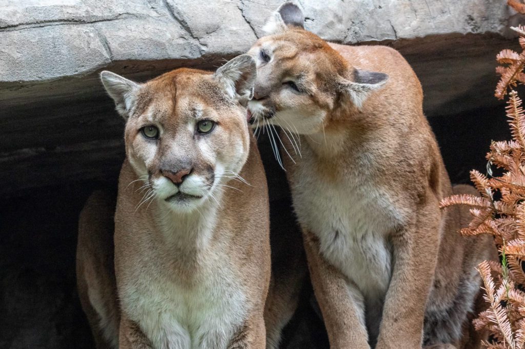 Canada National Parks Animals