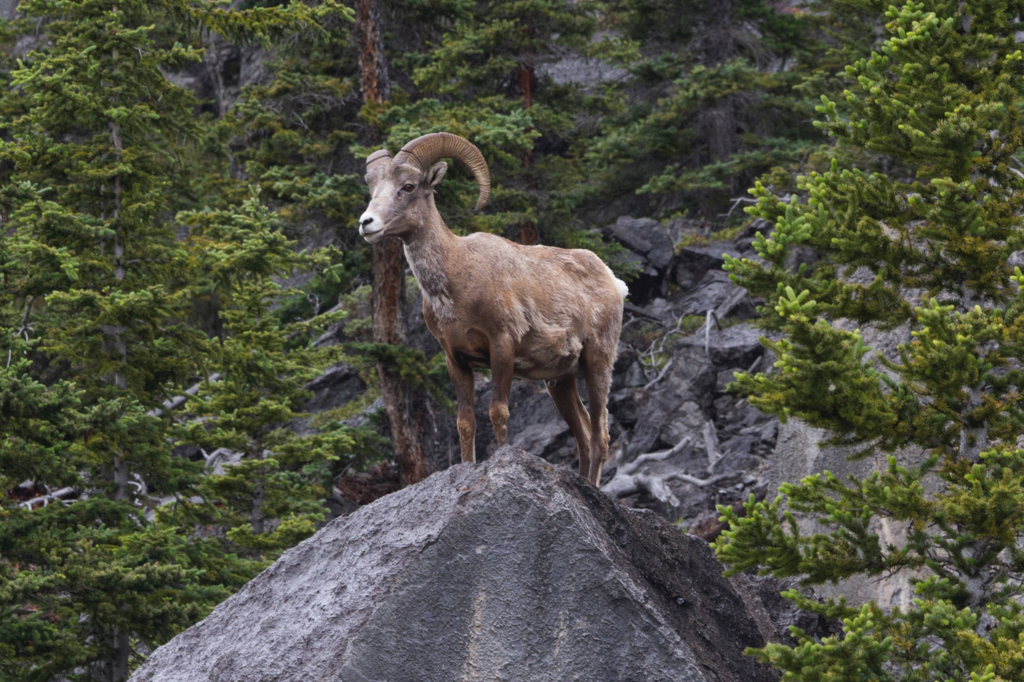 The Complete Guide to Wildlife Viewing in Banff National Park