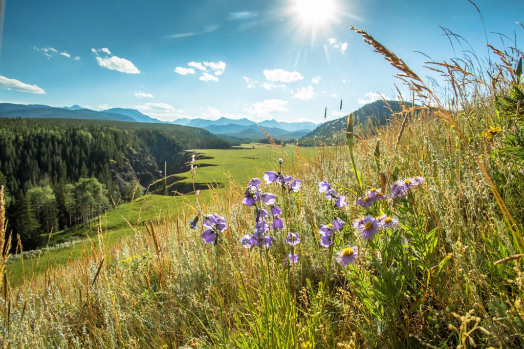 Sheep River Valley