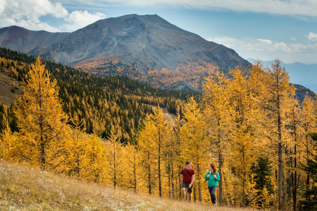  Banff in October - Larches in full color