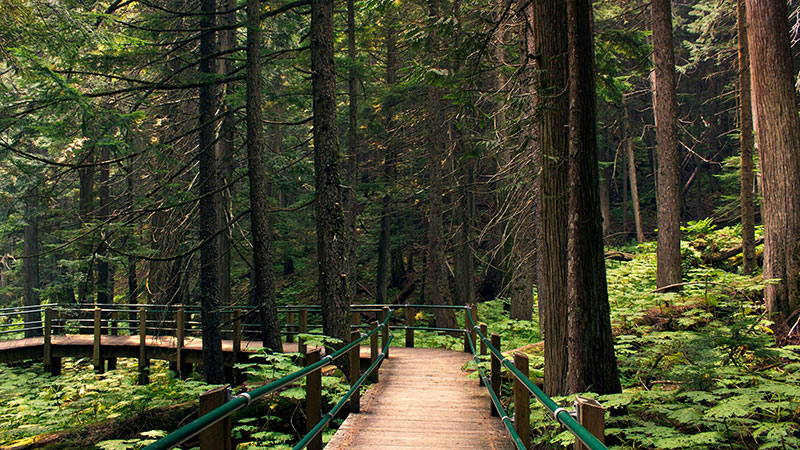 A boardwalk to enjoy forest in Hemlock Grove