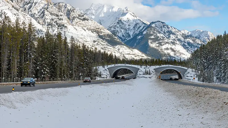 animal overpass on the Trans Canada Highway