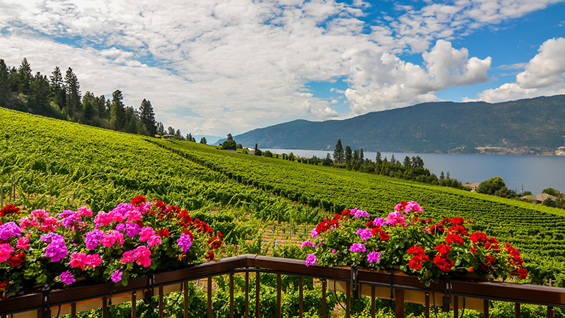 vineyards above Okanagan Lake