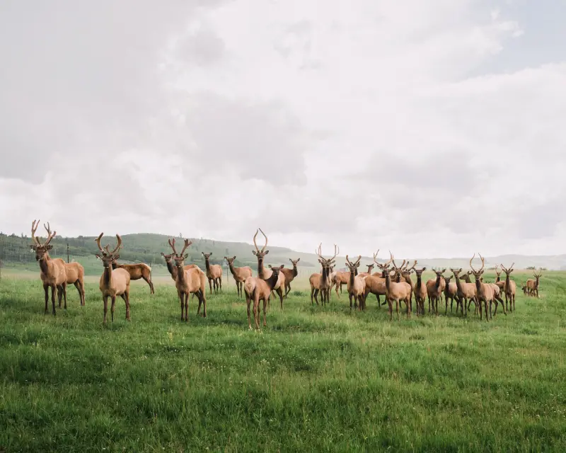 A herd of Elk