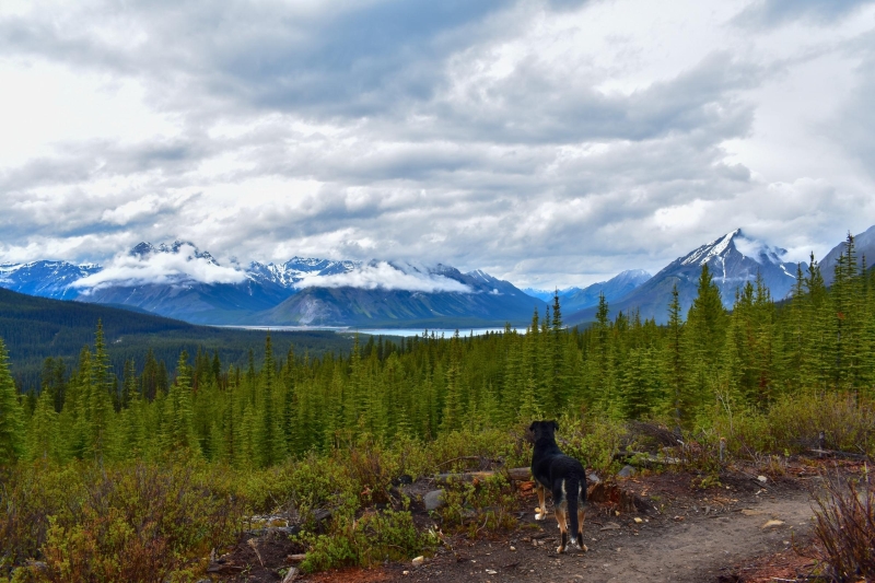 hiking with dog in Kananaskis