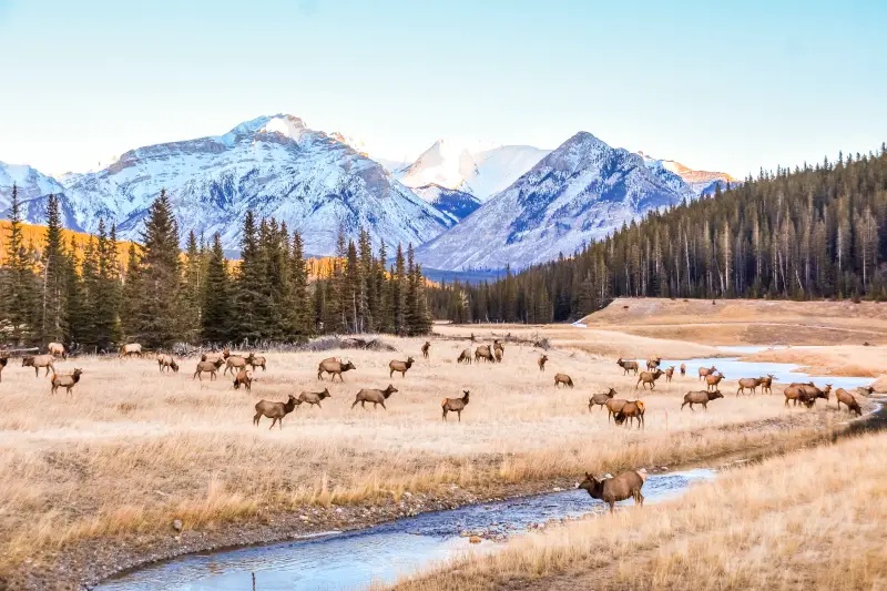 A herd of elk is grazing in a vast, open field.