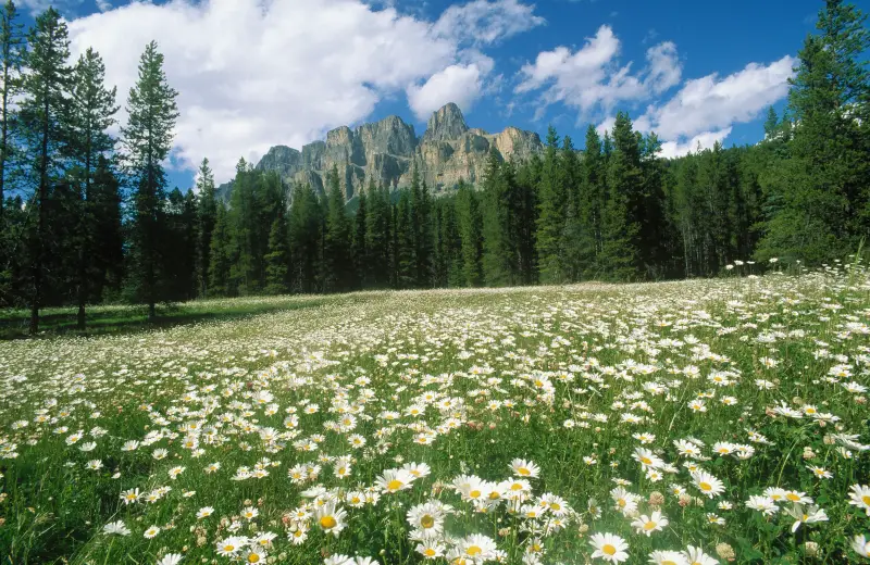 Daisies in Banff National Park