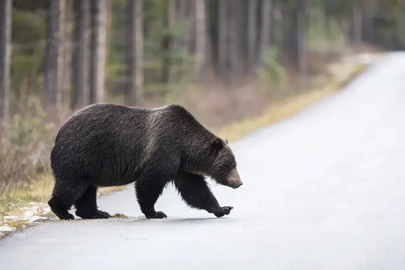 Grizzly Bear crossing the road in Banff National Park