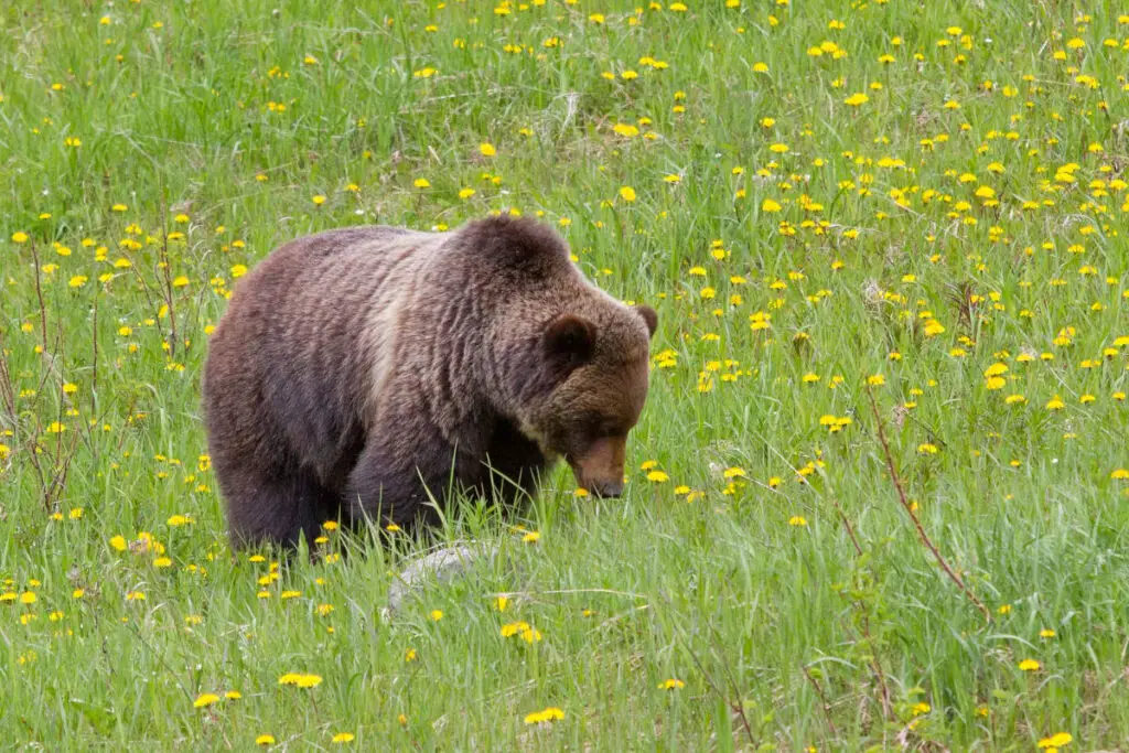 bears in banff